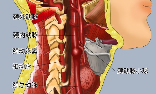 石斛夜光颗粒的主治功能和作用-石斛夜光颗粒的主治功能与作用专区_石斛夜光丸主治与疗效专区_石斛夜光颗粒的主治功能网